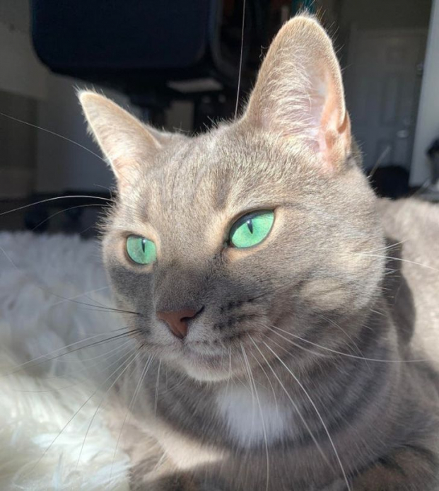   Fiona từng là một chú mèo hoang với đôi mắt đẹp nhất thế giới  