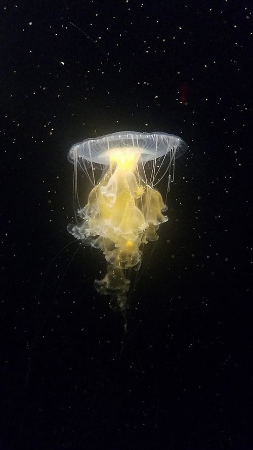   Con sứa này như đang bay bên ngoài vũ trụ vậy.  