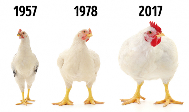   Gà đã trở nên to hơn trong vài thập kỷ qua, đặc biệt là ngực và chân của chúng. Người ta tin rằng điều này là do các hormone và steroid mà gà ăn vào thức ăn của chúng . Tuy nhiên, nông dân cho rằng điều này là do gà được nuôi trong điều kiện hiện đại hơn và đó là lý do tại sao sức khỏe của chúng được cải thiện.  