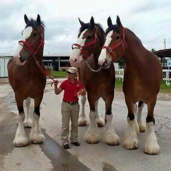   Giống ngựa Clydesdales khổng lồ khiến hầu hết những con ngựa khác trông thật nhỏ bé.  