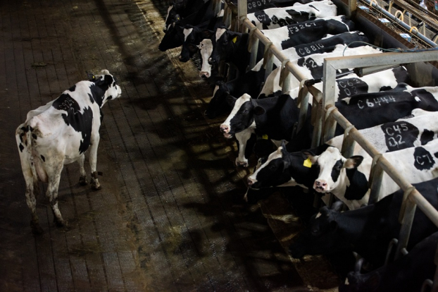 Tập đoàn TH: Cụm trang trại bò sữa lớn nhất Châu Á là điểm gặp gỡ của các Đại sứ ASEAN 14