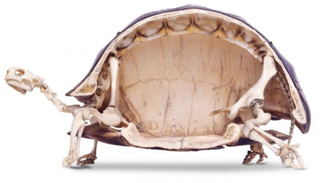   Bộ xương của một con rùa khi cắt dọc  