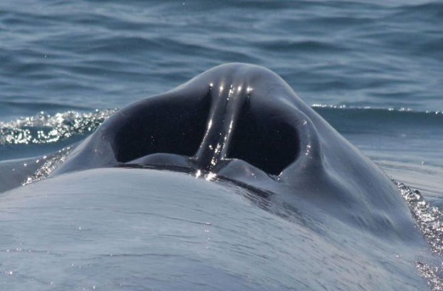   Lỗ mũi của cá voi xanh giúp nó đẩy không khí nóng và ẩm ra khỏi phổi sau thời gian chìm dưới nước. Nó có thể tạo thành cột nước cao tới 6m.  