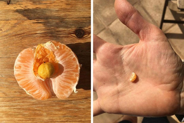   Một quả cam nhỏ trong một quả cam lớn  