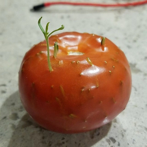  Những hạt cà chua đang đua nhau nảy mầm từ bên trong quả  