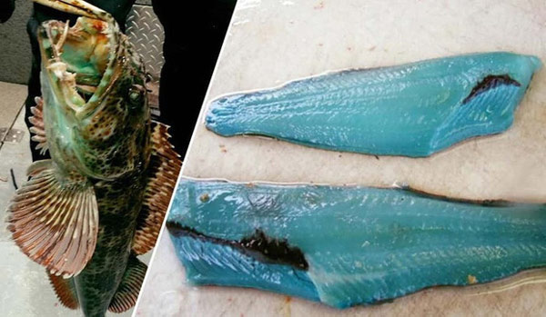   Con cá này đã hút hết màu xanh của nước biển khiến cả thịt cá cũng chuyển màu xanh như vậy  
