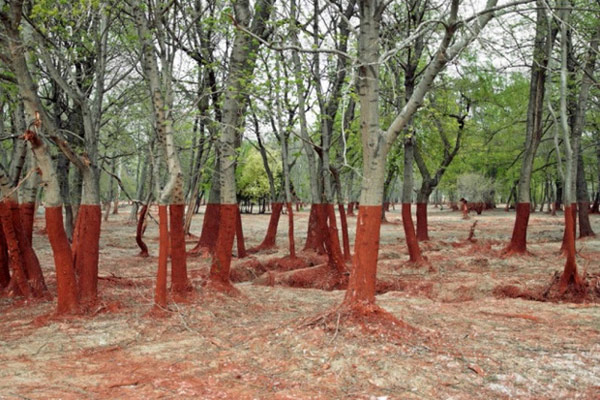   Các gốc cây bị sơn khiến bức ảnh như bị chia cắt làm đôi  