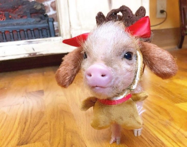18 bức ảnh đáng yêu về những chú lợn khiến bạn thay đổi quan niệm về chúng 2