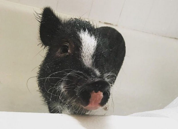 18 bức ảnh đáng yêu về những chú lợn khiến bạn thay đổi quan niệm về chúng 6