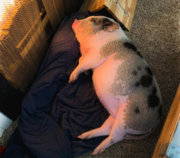 18 bức ảnh đáng yêu về những chú lợn khiến bạn thay đổi quan niệm về chúng 8