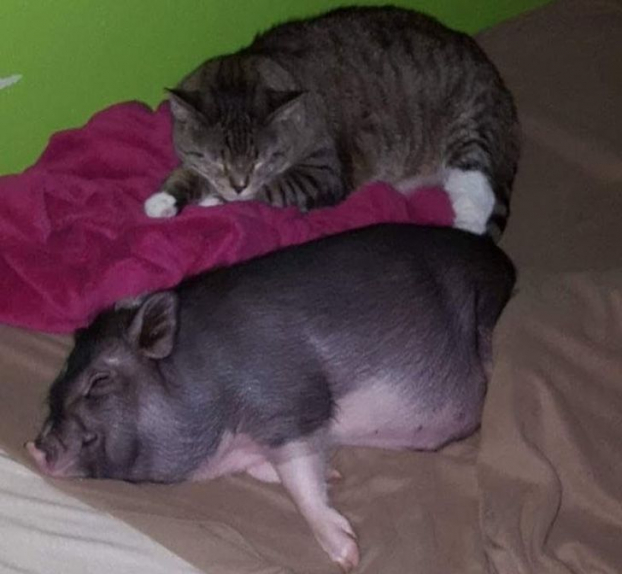 18 bức ảnh đáng yêu về những chú lợn khiến bạn thay đổi quan niệm về chúng 13