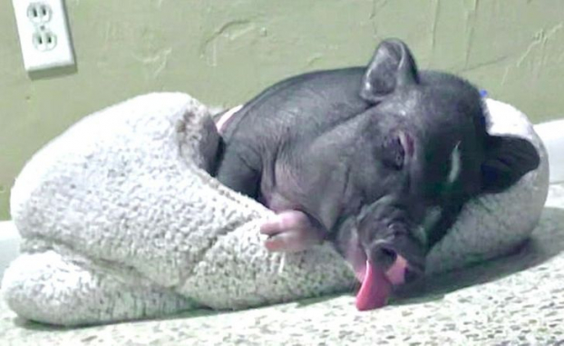 18 bức ảnh đáng yêu về những chú lợn khiến bạn thay đổi quan niệm về chúng 14