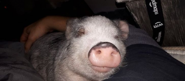 18 bức ảnh đáng yêu về những chú lợn khiến bạn thay đổi quan niệm về chúng 15