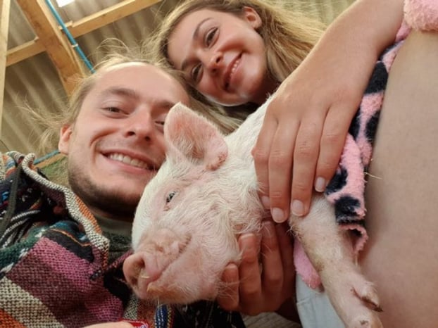 18 bức ảnh đáng yêu về những chú lợn khiến bạn thay đổi quan niệm về chúng 16
