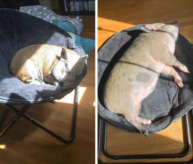 18 bức ảnh đáng yêu về những chú lợn khiến bạn thay đổi quan niệm về chúng 18