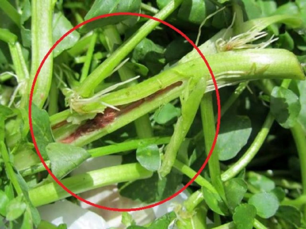 Bác sĩ cảnh báo 5 loại rau chứa đầy ấu trùng sán, bạn nên cẩn thận khi ăn hàng ngày 1