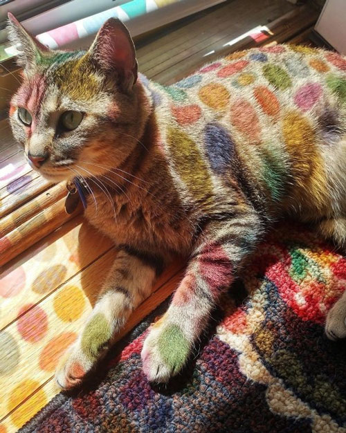   Chú mèo này được nhuộm lông ư? Không phải đâu, màu sắc đó là do các họa tiết trang trí ở cửa sổ phản chiếu vào đấy.  