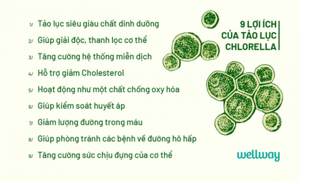 Tại sao tảo lục Chlorella được coi là 'thần dược' giúp bảo vệ sức khỏe toàn diện?  1