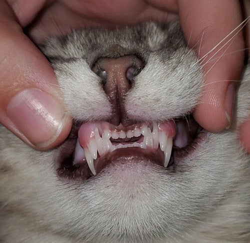   Chú mèo có hai chiếc răng nanh mọc dài một cách bất thường  