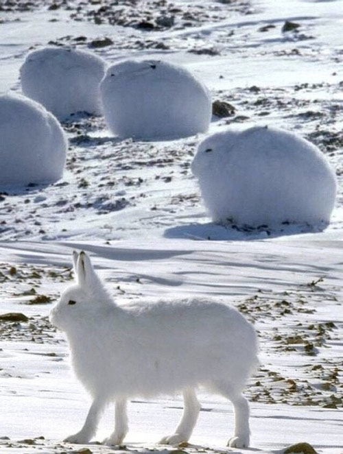   Đây là những chú thỏ bắc cực chứ không phải những cục bông di động đâu  