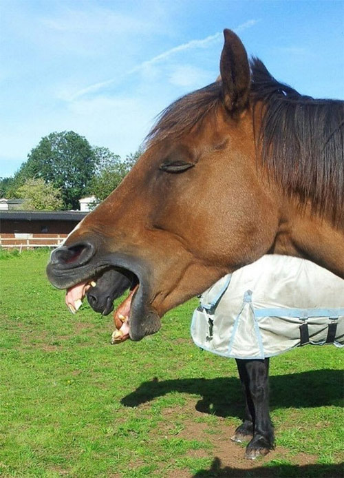   Chú ngựa này trông như thể có tới 2 cái miệng vậy  