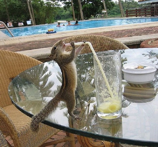   Sóc chuột cũng rất lịch sự, uống bằng ống hút như con người.  