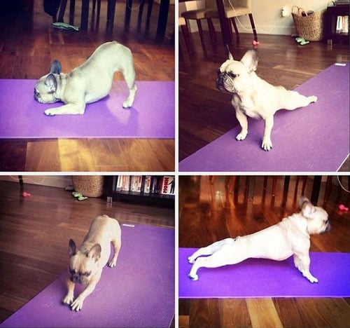   Các động tác tập yoga của chú chó này chuẩn lắm đấy nhé.  