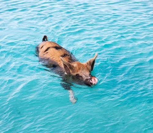   Lợn là một vận động viên bơi lội tài năng trong thế giới động vật đấy nhé.  