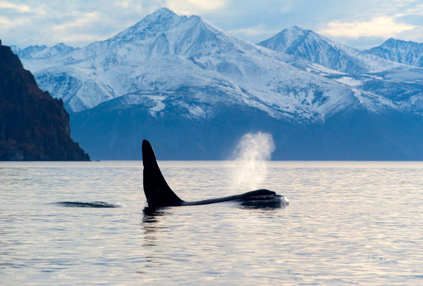   Thứ mà cá voi phun lên là CO2, không phải là nước.  