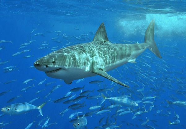   Có những loại cá mập sống rất lâu, thậm chí còn thọ hơn cả một số loài thực vật. Các nhà khoa học đã từng phát hiện ra một con cá mập Greenland lớn khoảng 512 tuổi ở Bắc Băng Dương.  