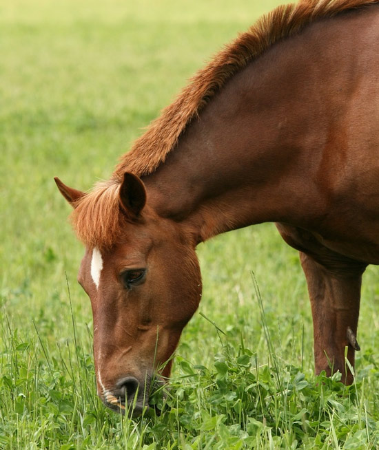   Ngựa và các loài gặm nhấm không thể nôn do cấu tạo của hệ tiêu hóa.  