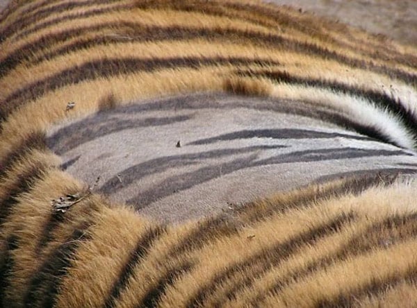   Dưới lớp lông dày của con hổ là một lớp da sậm màu và có họa tiết cực kỳ 'ăn nhập' với bộ lông.  