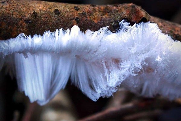   Băng tóc - hiện tượng kỳ thú trong tự nhiên, do loại nấm Exidiopsis effusa gây nên.  