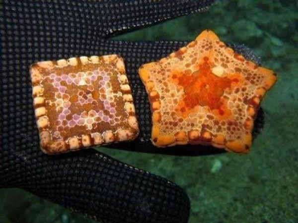   Một số con sao biển có hình vuông do đột biến gen.  