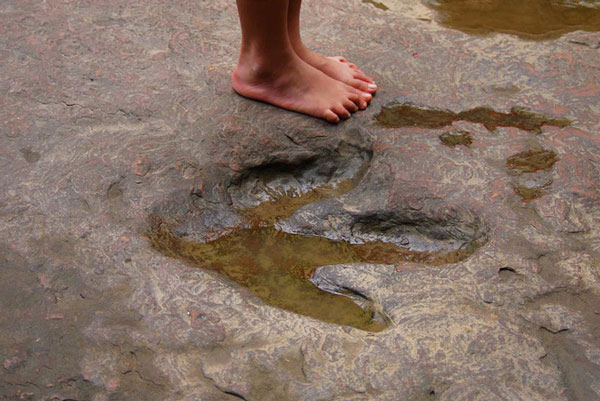   Đây là những vết chân 3 ngón được tìm thấy phổ biến ở Thái Lan và Mỹ. Theo các nhà khảo cổ học, những vết chân 3 ngón này được cho là vết chân của khủng long và chúng có từ cách đây 100 triệu năm.  