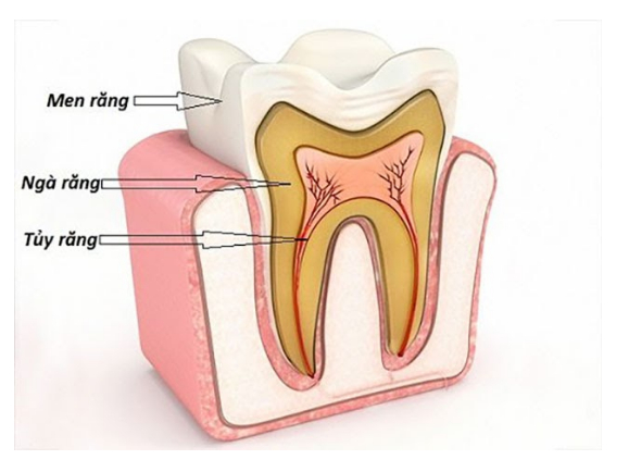   Kết cấu của răng theo hình ảnh cắt lát   