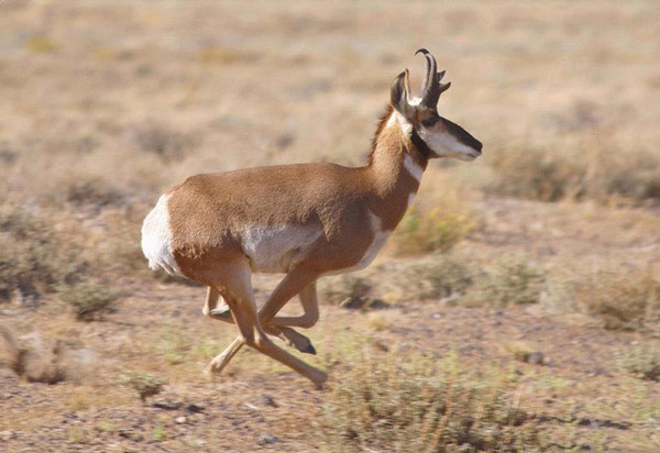   Linh dương sừng nhánh - Pronghorn. Đôi chân khỏe giúp loài linh dương này đạt tốc độ chạy tối đa 88,5km/giờ.  