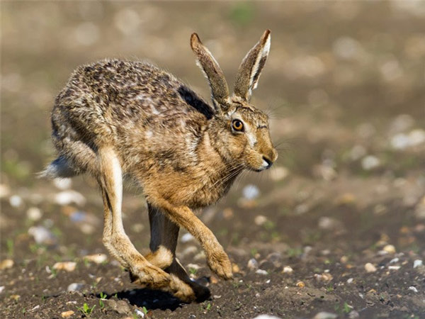   Khi bị kẻ thù săn đuổi, thỏ rừng châu Âu có thể đạt tới vận tốc tối đa là 77km/h. Thậm chí loài động vật này còn có thể chạy quay ngược lại mà không cần giảm tốc độ và nhảy lên cao khoảng từ 5-7m.  