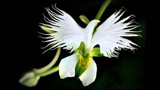   Với tên khoa học Habenaria Radiata, hoa cò trắng - White Egret orchid là một trong những loài hoa đặc hữu ở Trung Quốc, Nhật Bản, Hàn Quốc và Nga. Loài hoa này khiến người xem liên tưởng đến hình ảnh những con cò trắng đang giương cánh chuẩn bị bay vút lên trời.  