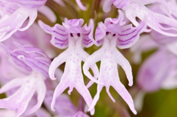   Lan lõa thể - Naked Man orchid là loài Orchis Italic được gọi là Lan Ý thường thấy ở Địa Trung Hải, có hình dáng giống như một người đàn ông khỏa thân. Những bông hoa 'lan lõa thể' này là sự kết hợp giữa màu hồng tươi sáng cùng màu trắng và chúng thường phát triển theo nhóm.  