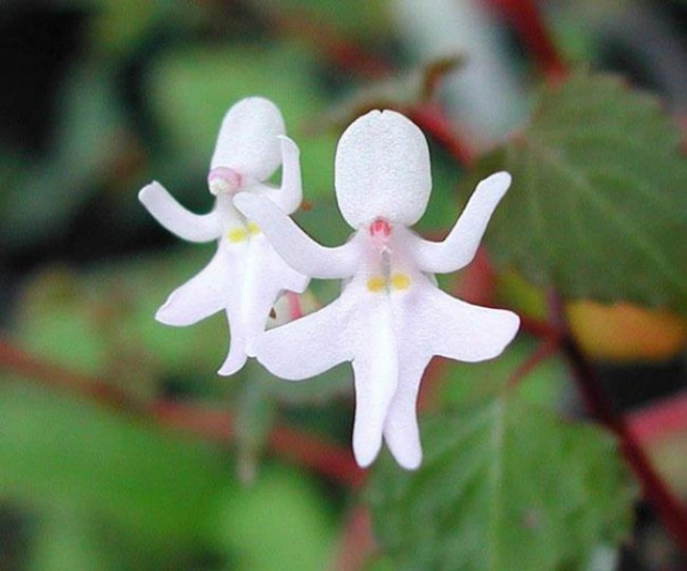   Loài hoa lan Dancing Girls (tạm dịch: những cô gái nhảy múa) hay Impatiens Bequaertii thường có màu trắng, đôi khi lại có màu hồng nhạt khiến nhiều người liên tưởng đến hình ảnh một cô gái duyên dáng múa ba lê trong bộ váy xòe màu trắng đang vui đùa, nhảy múa.  