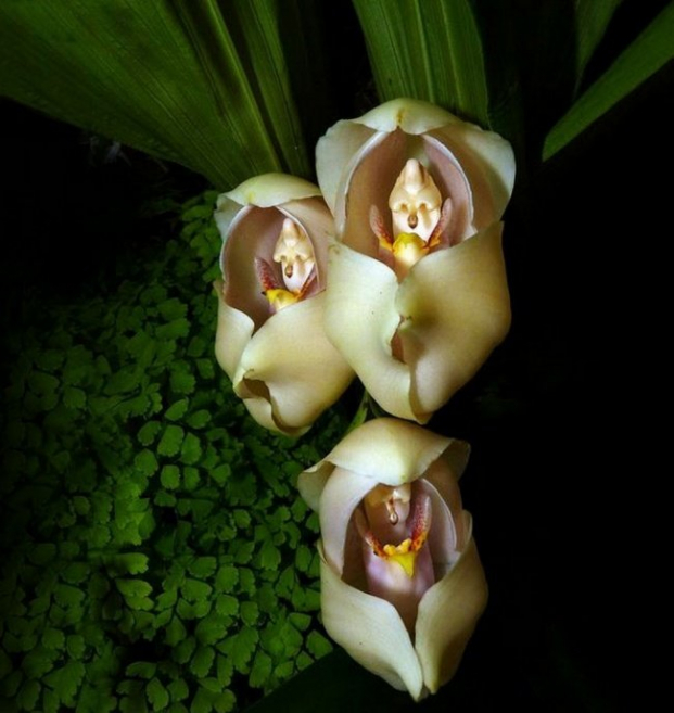   Với tên khoa học là Anguloa Uniflora, loài hoa Swaddled Babies orchid có cấu trúc khá phức tạp, trông giống một đứa bé đang quấn tã, phát triển tại vùng đất Columbian Andes. Đặc điểm nổi bật nhất của loài hoa 'cuốn tã em bé' này là những bông hoa có kích cỡ khá lớn, có màu trắng kem và sáp.  