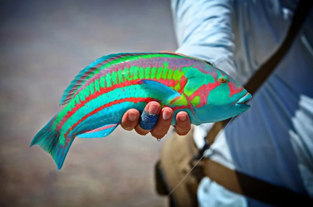   Một chú cá có màu sắc vô cùng sặc sỡ  