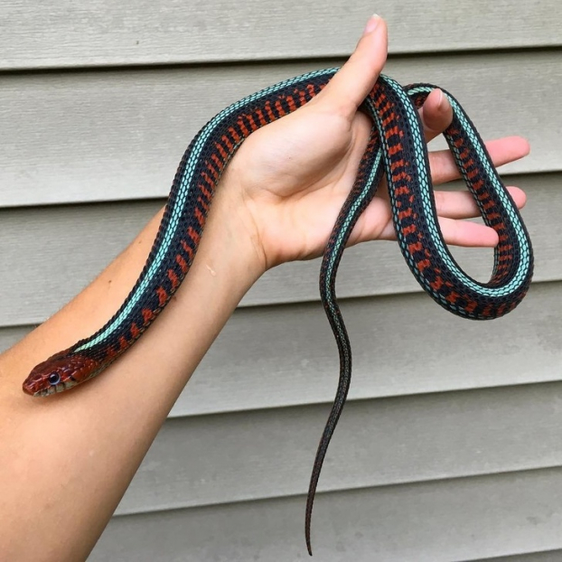   Con rắn có màu như họa tiết trang trí thổ cẩm  