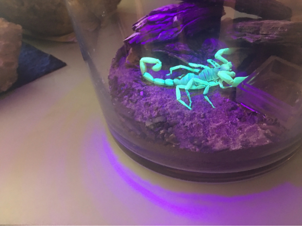   Con bọ cạp phản chiếu lại ánh sáng từ chiếc đèn bàn  
