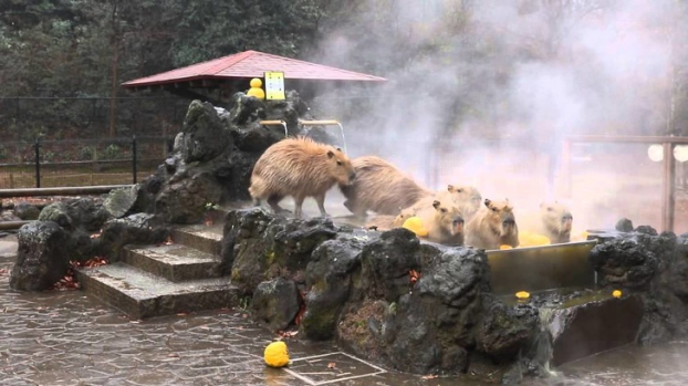   Hồ tắm nước nóng cho chuột lang  