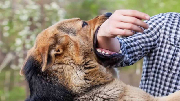   Bé trai bị chó nhà tấn công, cắn rách mặt, tổn thương vùng mắt. Ảnh minh họa  