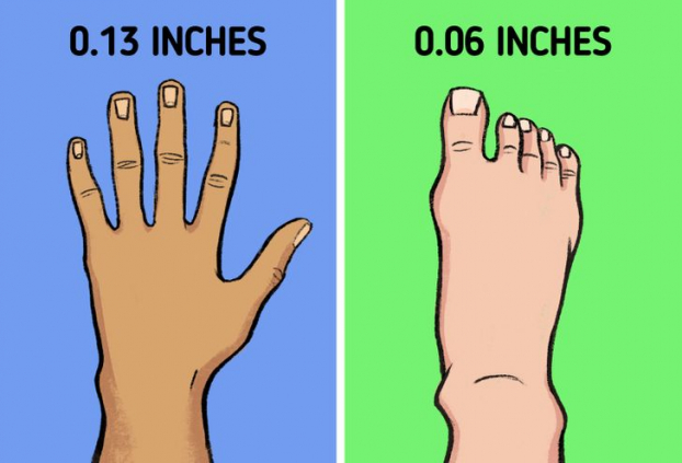 Vì sao móng tay mọc dài nhanh hơn móng chân? 3