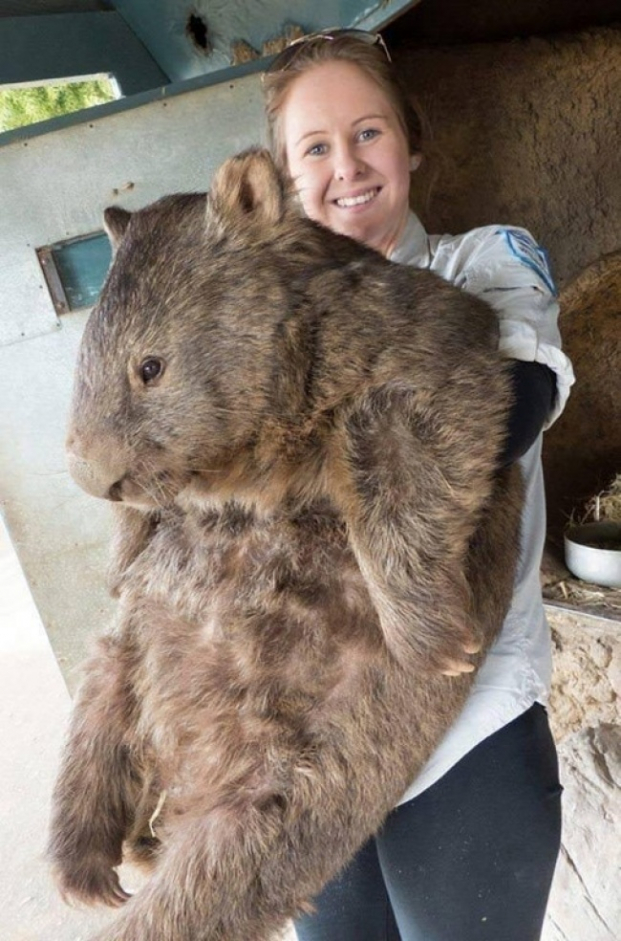  Đây là một chú gấu túi wombat có tên Patrick  