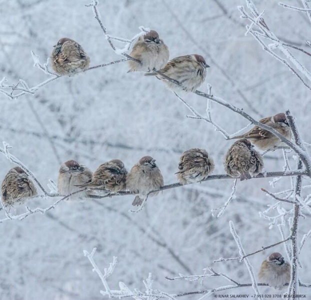   Những chú chim đậu sát lại với nhau vì lạnh  